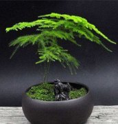 （花卉租摆）室内绿植种类大全，55种常见租赁植物图片欣赏